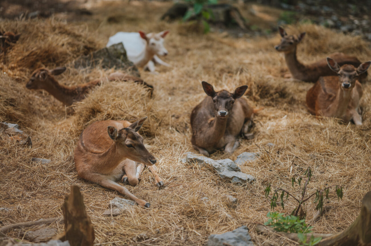 4Japlenški vrh_Mario Jurina 4Japlenški vrh_Mario Jurina