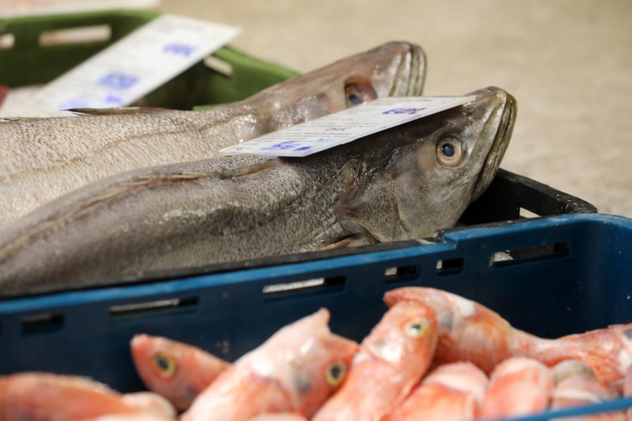 Rijeka: Bogata ponuda ribe na riječkoj ribarnici