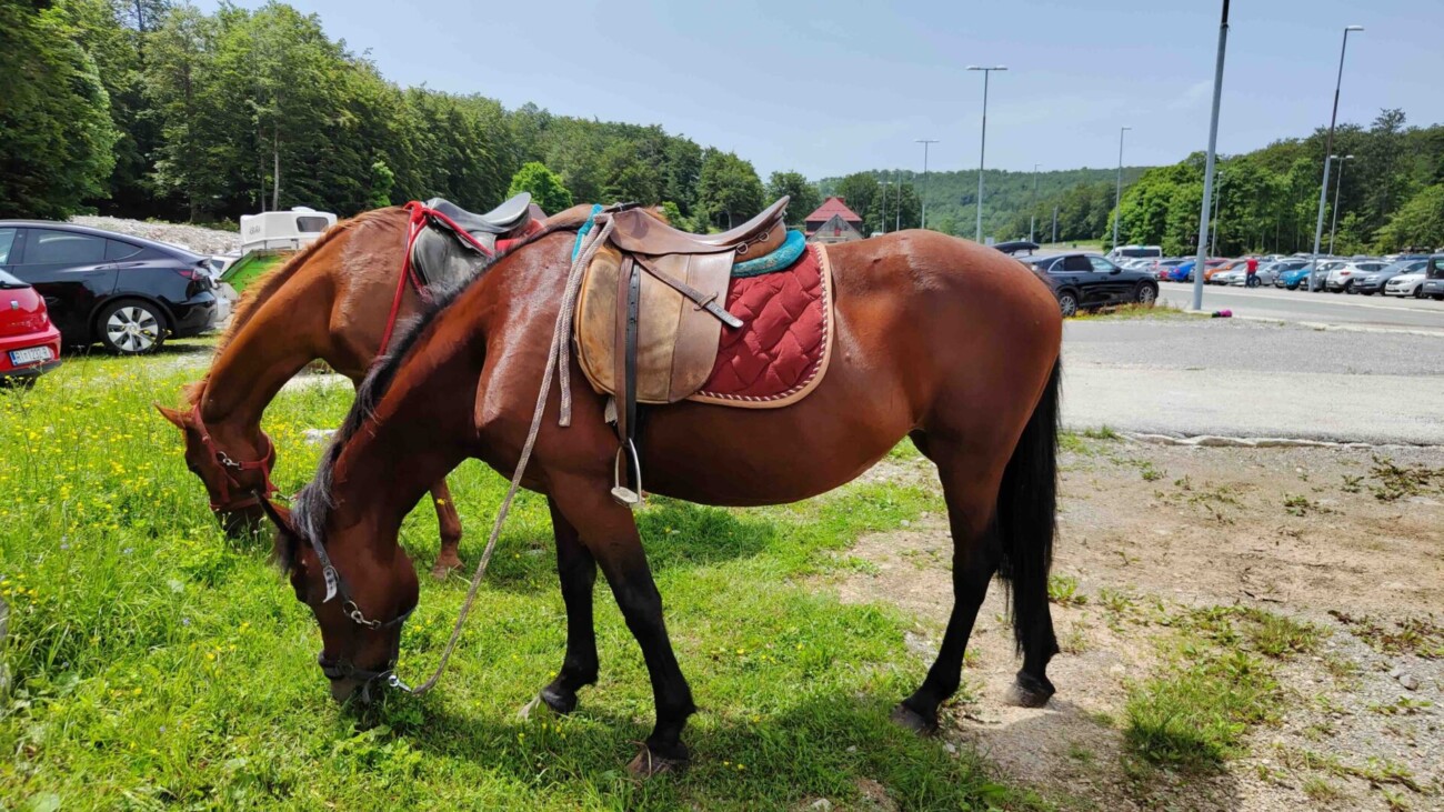 _storage_emulated_0_DCIM_Camera_IMG_20240609_123001 _storage_emulated_0_DCIM_Camera_IMG_20240609_123001