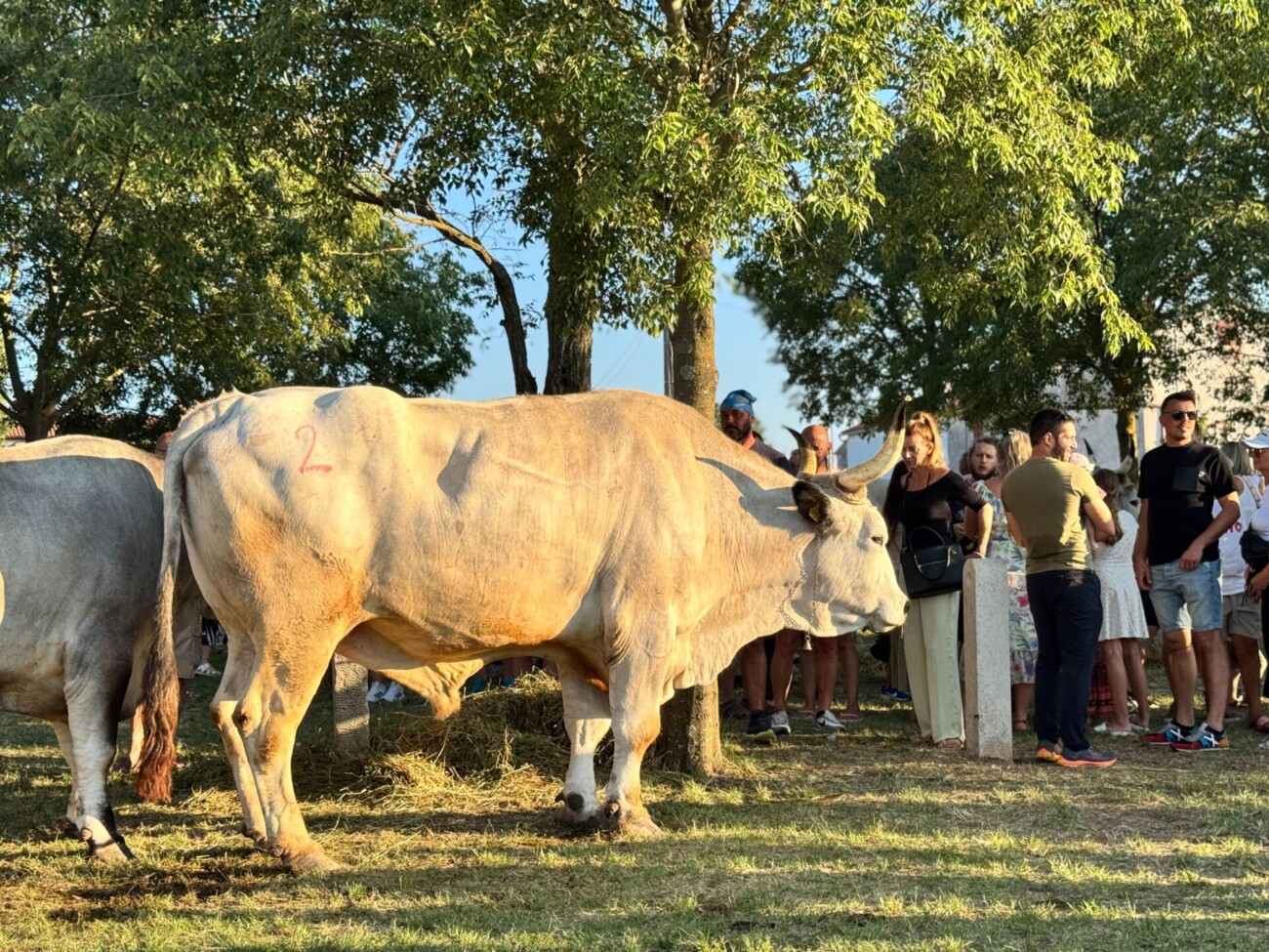 34_Jakovlja_Smotra_istarskog_vola (5)