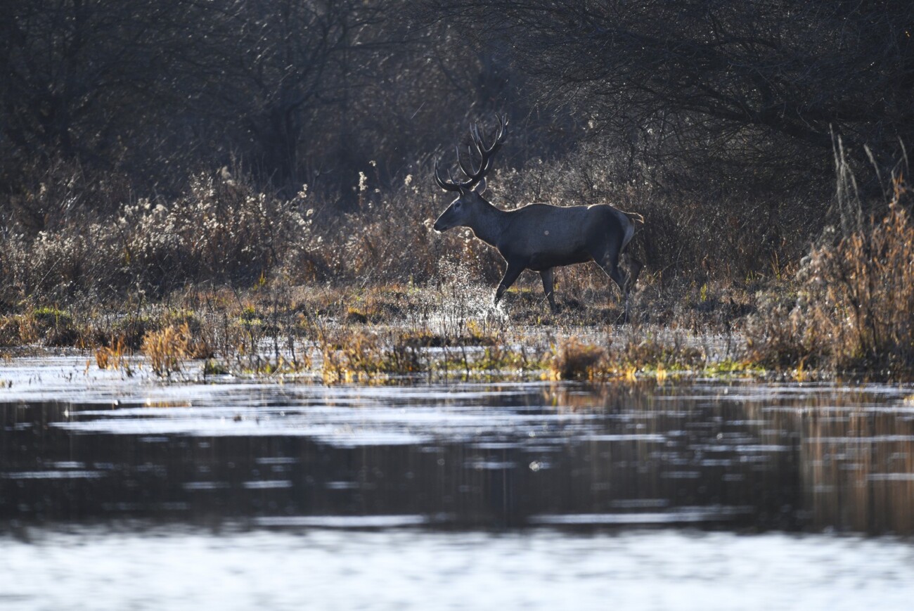 Ankica Molnar, Na pojilištu Ankica Molnar, Na pojilištu