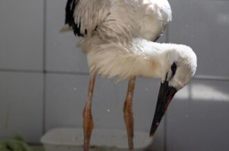 Zoološki vrt u Osijeku spašava rode koje su ozlijeđene tijekom nevremena