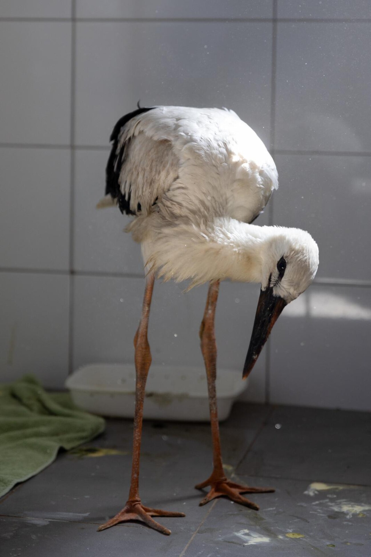 Zoološki vrt u Osijeku spašava rode koje su ozlijeđene tijekom nevremena Zoološki vrt u Osijeku spašava rode koje su ozlijeđene tijekom nevremena