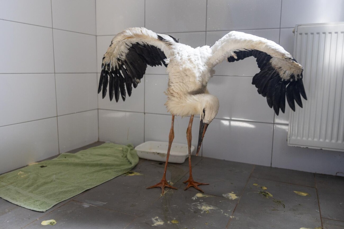 Zoološki vrt u Osijeku spašava rode koje su ozlijeđene tijekom nevremena Zoološki vrt u Osijeku spašava rode koje su ozlijeđene tijekom nevremena