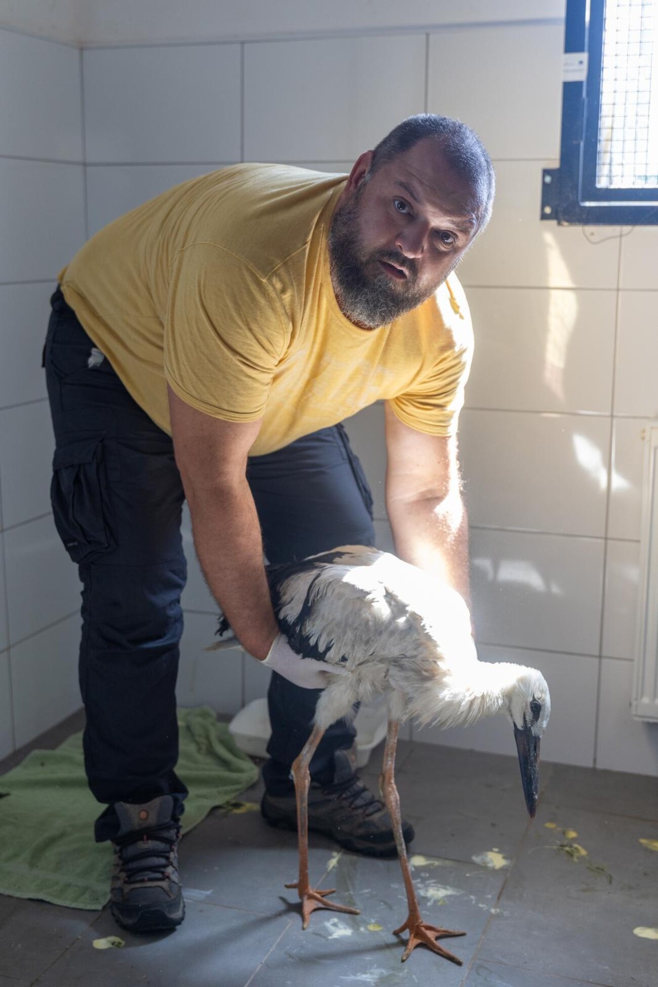 Zoološki vrt u Osijeku spašava rode koje su ozlijeđene tijekom nevremena Zoološki vrt u Osijeku spašava rode koje su ozlijeđene tijekom nevremena