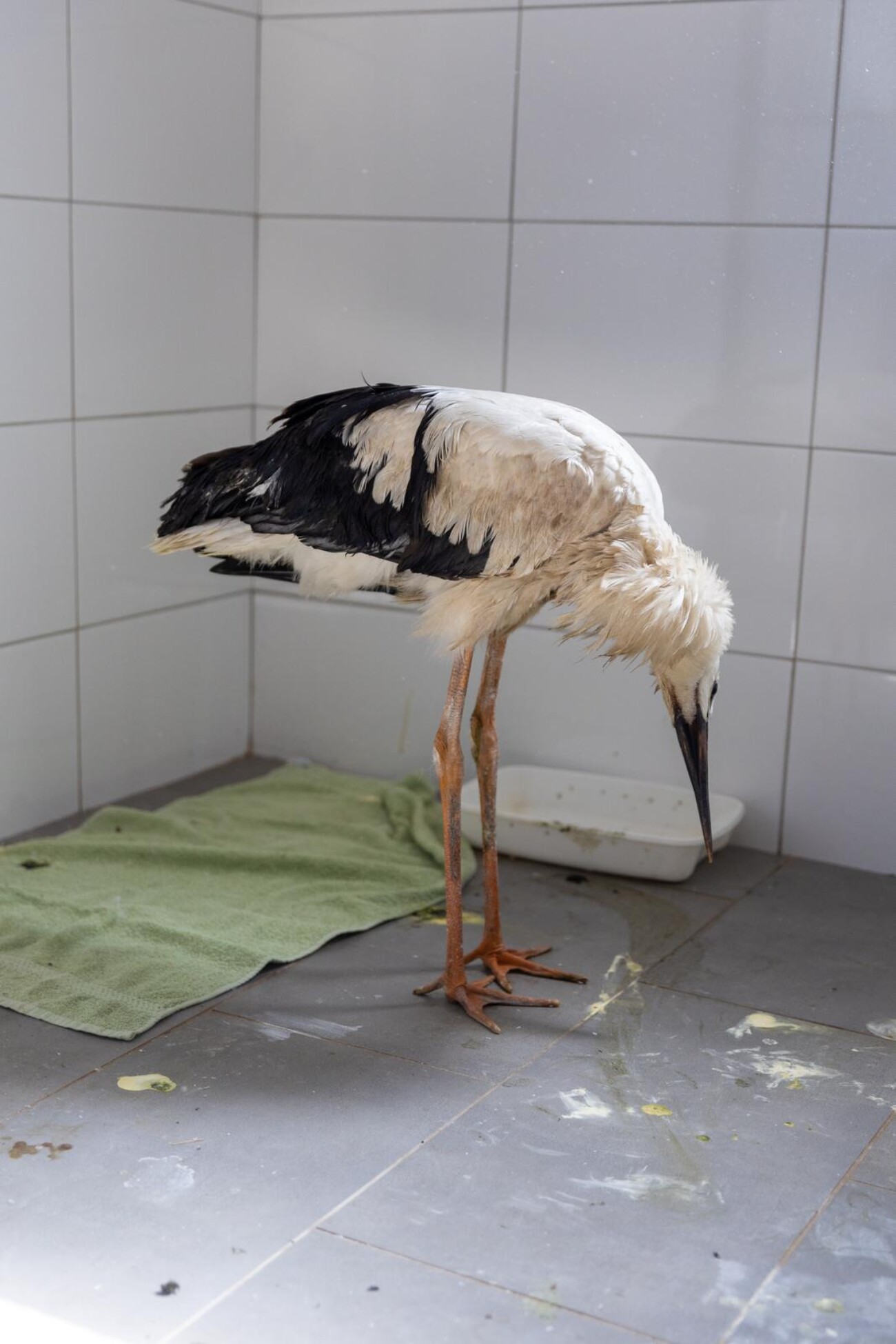 Zoološki vrt u Osijeku spašava rode koje su ozlijeđene tijekom nevremena Zoološki vrt u Osijeku spašava rode koje su ozlijeđene tijekom nevremena