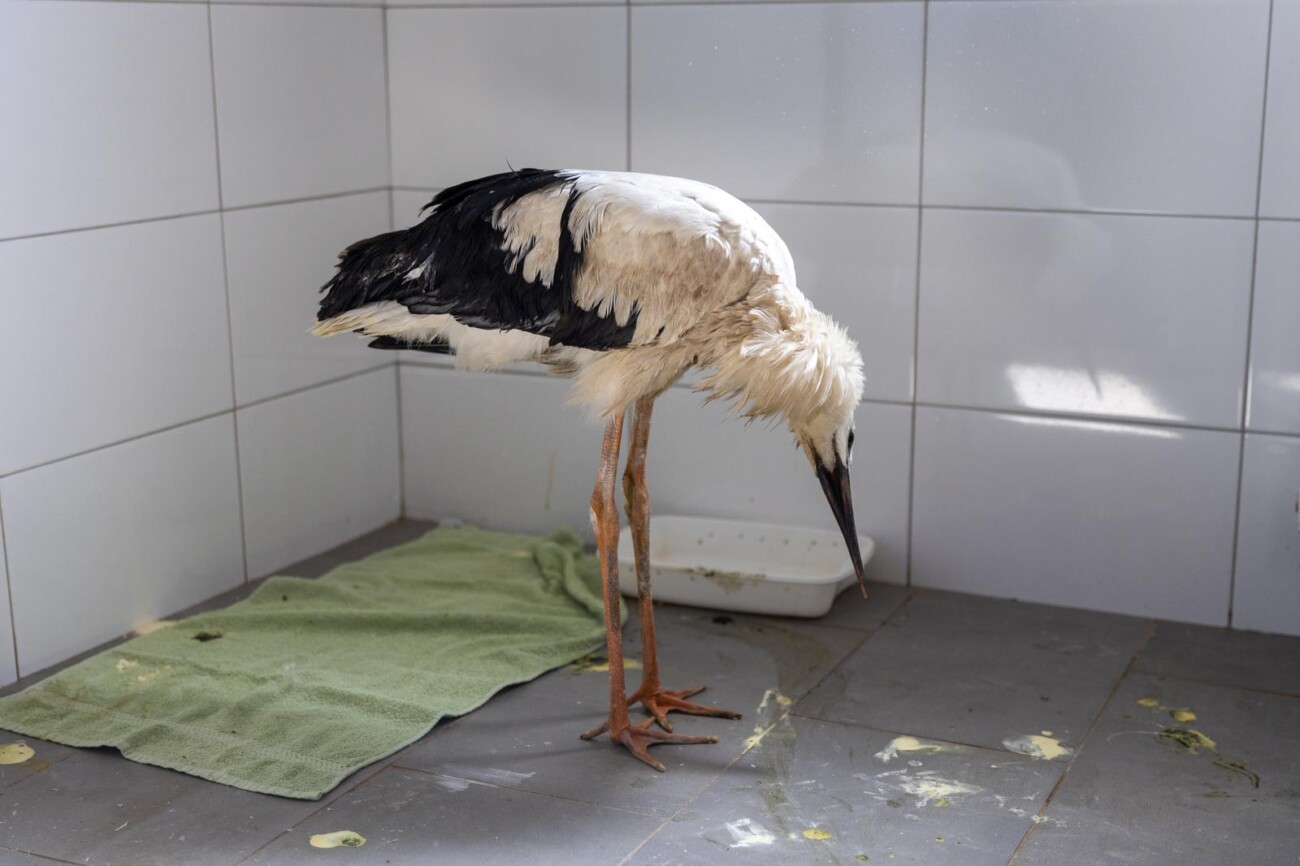 Zoološki vrt u Osijeku spašava rode koje su ozlijeđene tijekom nevremena Zoološki vrt u Osijeku spašava rode koje su ozlijeđene tijekom nevremena