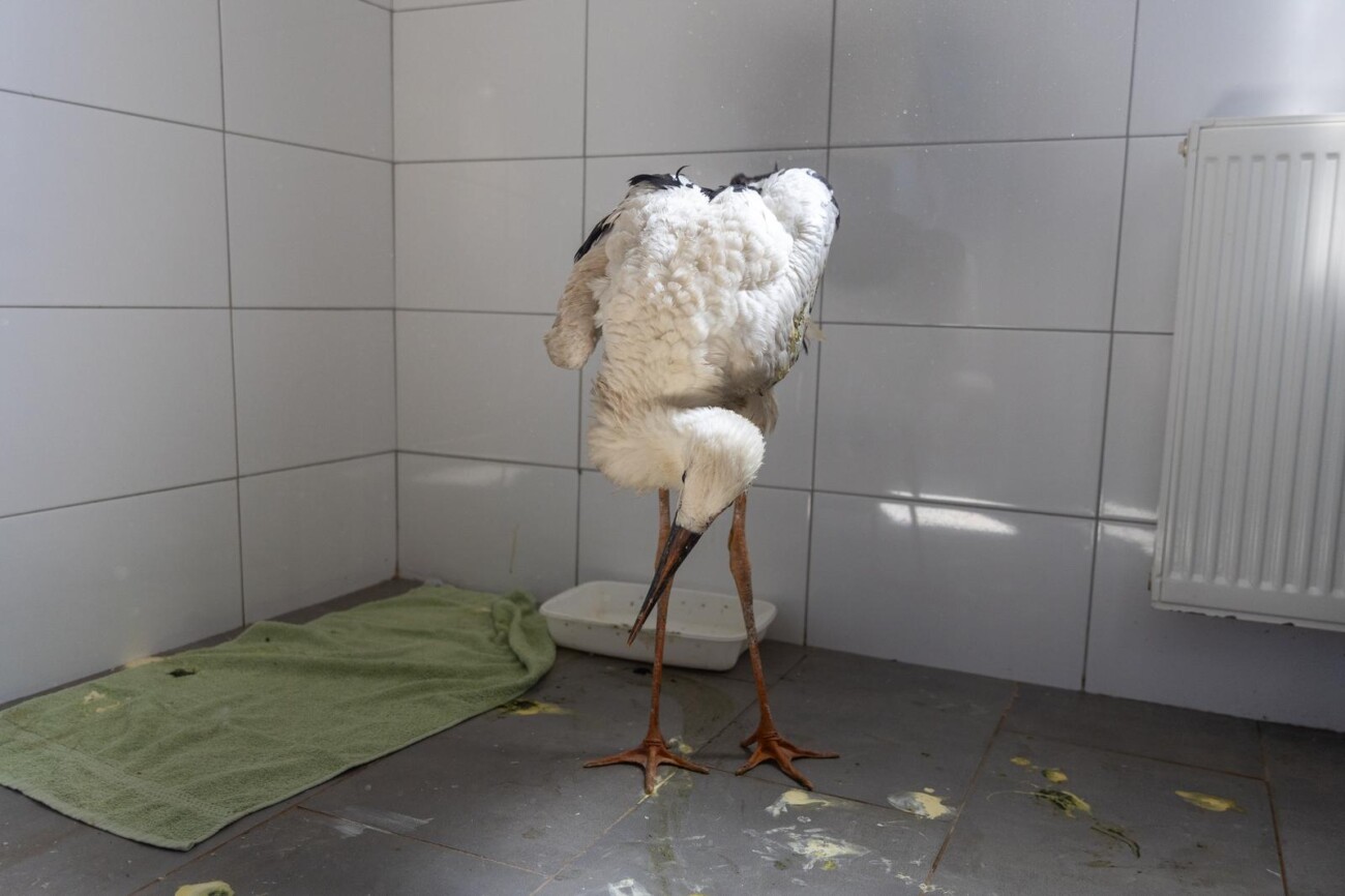 Zoološki vrt u Osijeku spašava rode koje su ozlijeđene tijekom nevremena Zoološki vrt u Osijeku spašava rode koje su ozlijeđene tijekom nevremena