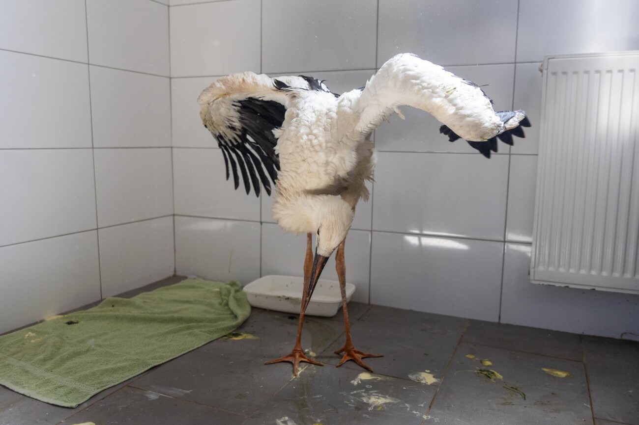 Zoološki vrt u Osijeku spašava rode koje su ozlijeđene tijekom nevremena Zoološki vrt u Osijeku spašava rode koje su ozlijeđene tijekom nevremena