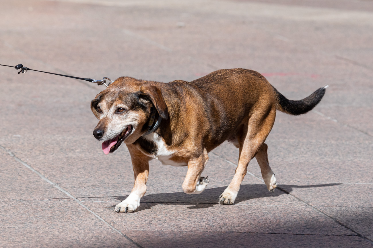 Klikom po Korzu 16.8.-9 Klikom po Korzu 16.8.-9