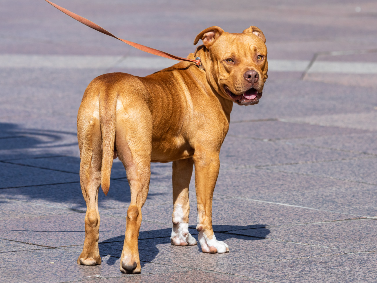 Klikom po Korzu 23.8.-53 Klikom po Korzu 23.8.-53