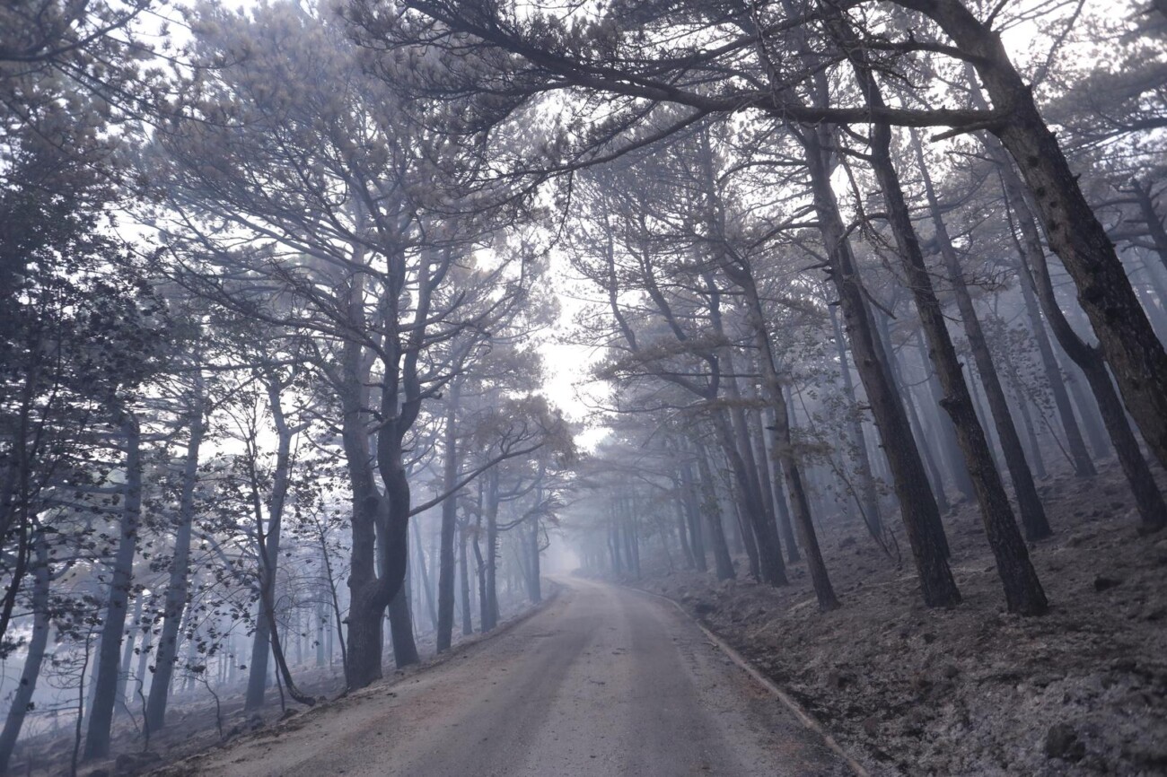 Makarska: Opožareno područje Parka prirode Biokovo Makarska: Opožareno područje Parka prirode Biokovo