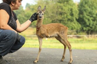 Nevjerojatna priča iz Krasna: Spasili ozlijeđeno lane, danas je tronogi Juriša ljubimac cijele obitelji