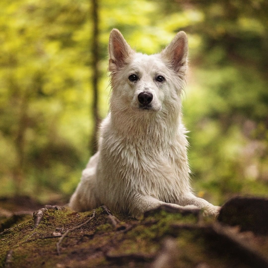 Snapinsta.app_67403995_463821271070322_2327471080832412624_n_1080 Snapinsta.app_67403995_463821271070322_2327471080832412624_n_1080