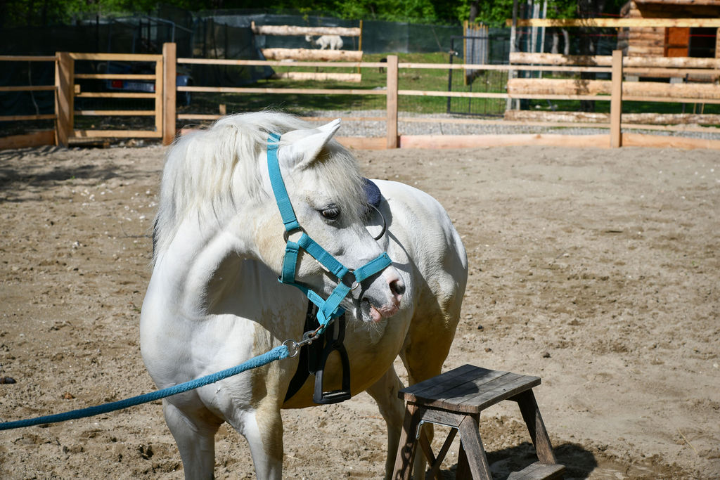 AlpakaRanch1-1-1 AlpakaRanch1-1-1