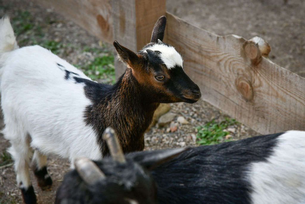 AlpakaRanch26-1-1 AlpakaRanch26-1-1