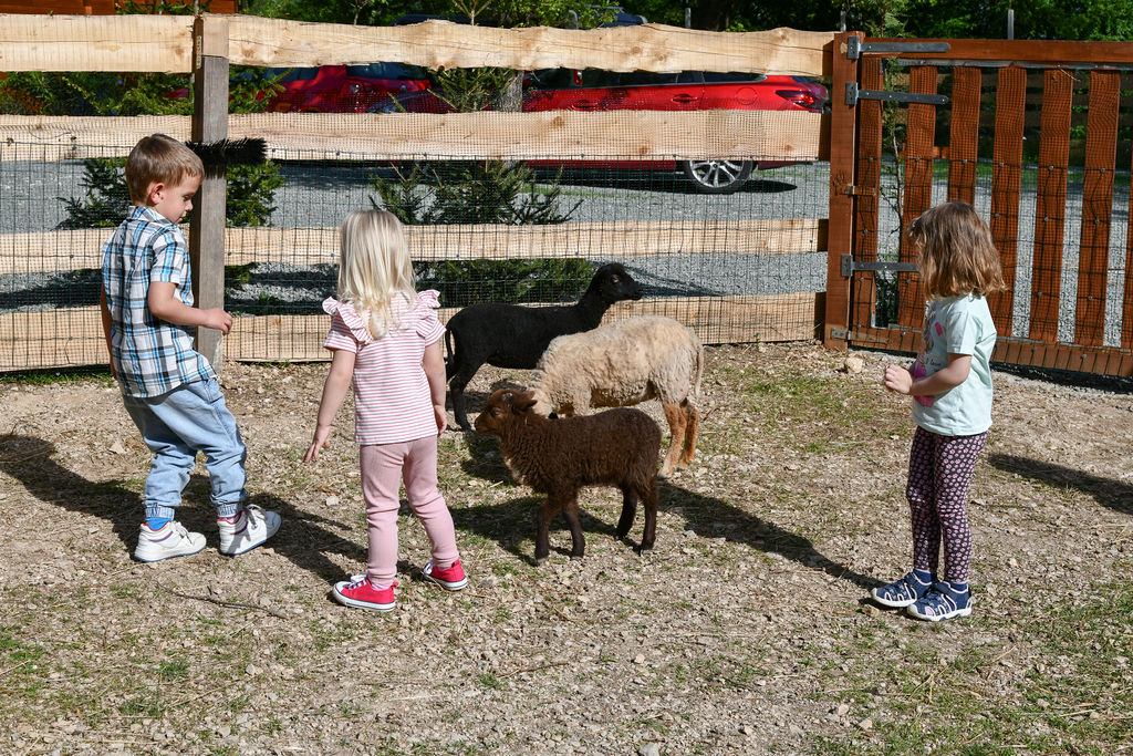 AlpakaRanch28 AlpakaRanch28