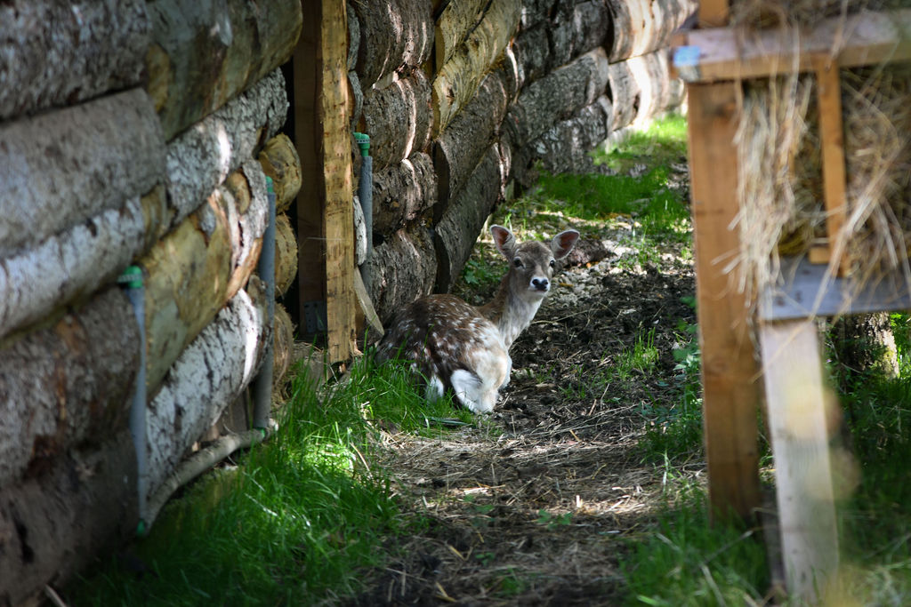 AlpakaRanch43-1 AlpakaRanch43-1