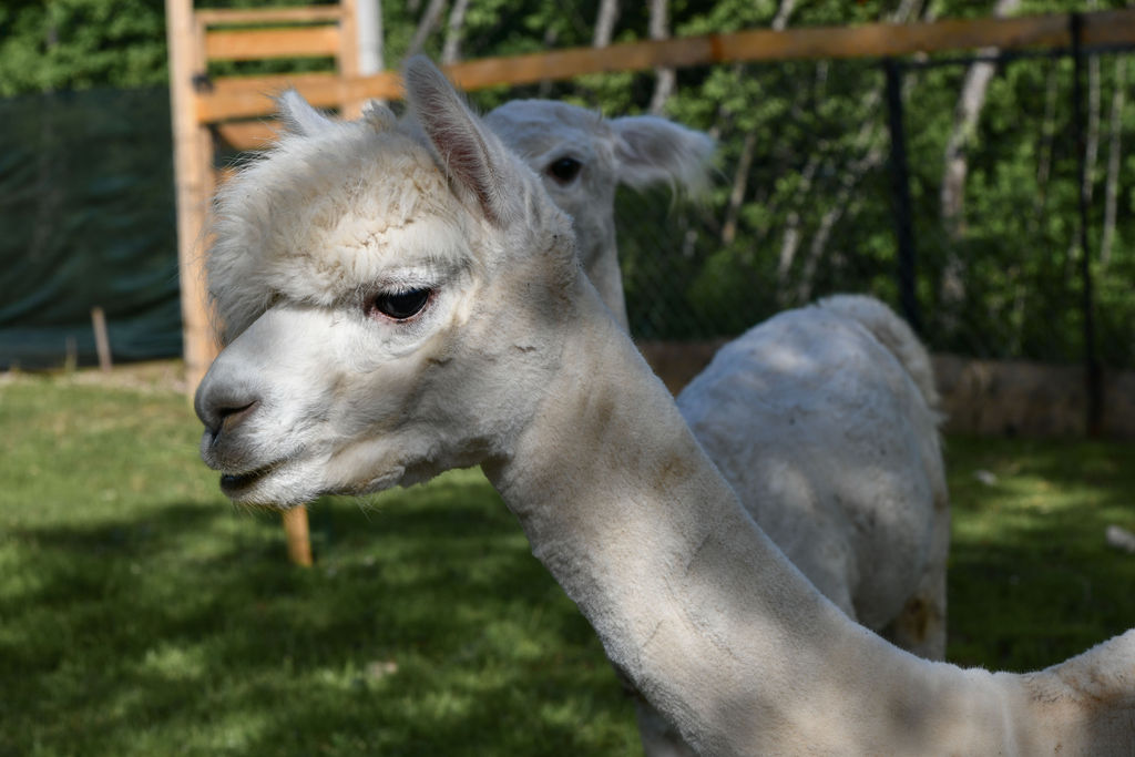 AlpakaRanch69 AlpakaRanch69