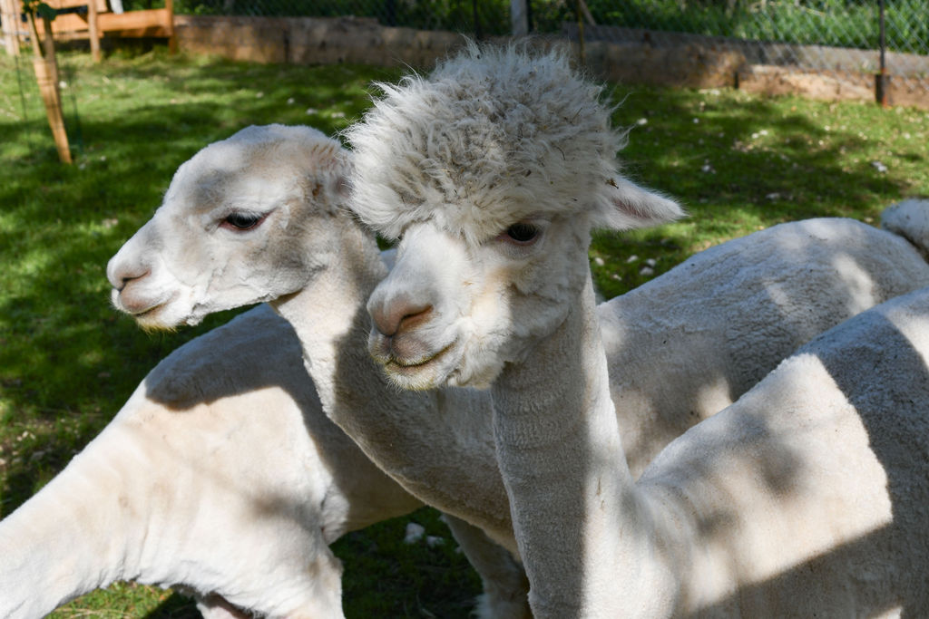 AlpakaRanch70 AlpakaRanch70