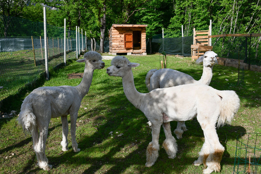 AlpakaRanch76-1 AlpakaRanch76-1