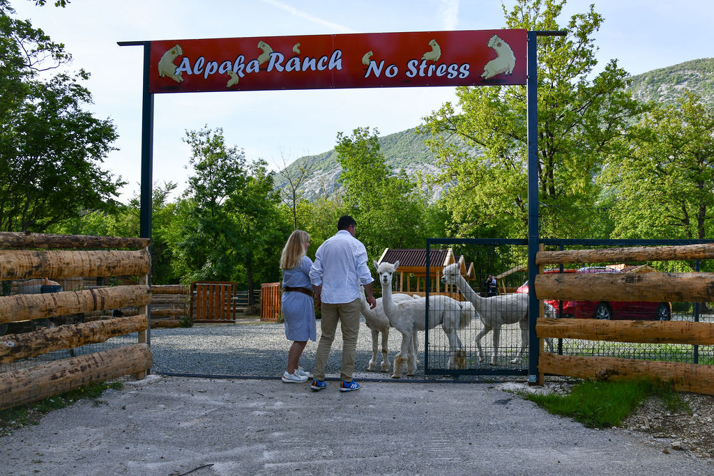 AlpakaRanch79 AlpakaRanch79