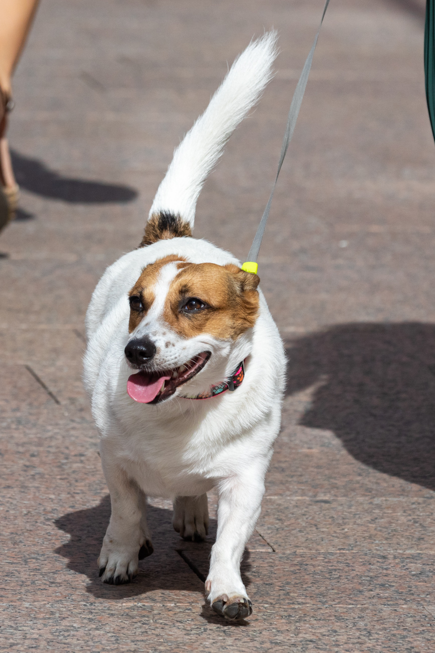 Klikom po Korzu 6.9.-64 Klikom po Korzu 6.9.-64