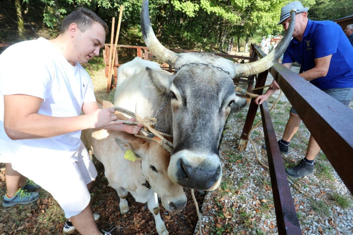 Učka: 16. Učkarski samanj u Parku prirode Učka