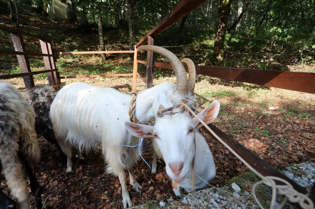 Učka: 16. Učkarski samanj u Parku prirode Učka Učka: 16. Učkarski samanj u Parku prirode Učka