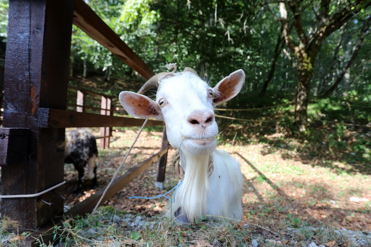 Učka: 16. Učkarski samanj u Parku prirode Učka Učka: 16. Učkarski samanj u Parku prirode Učka