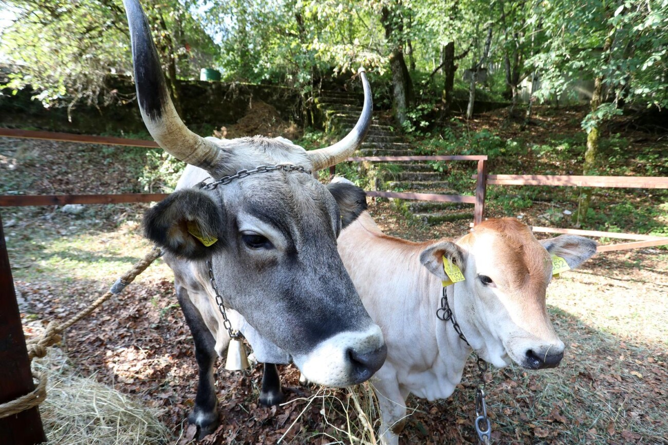 Učka: 16. Učkarski samanj u Parku prirode Učka Učka: 16. Učkarski samanj u Parku prirode Učka
