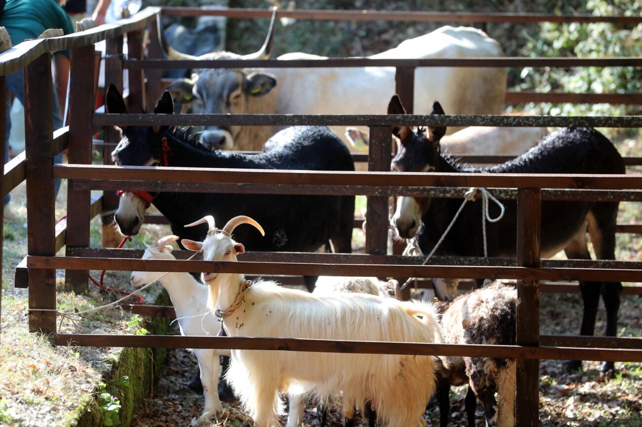 Učka: 16. Učkarski samanj u Parku prirode Učka Učka: 16. Učkarski samanj u Parku prirode Učka