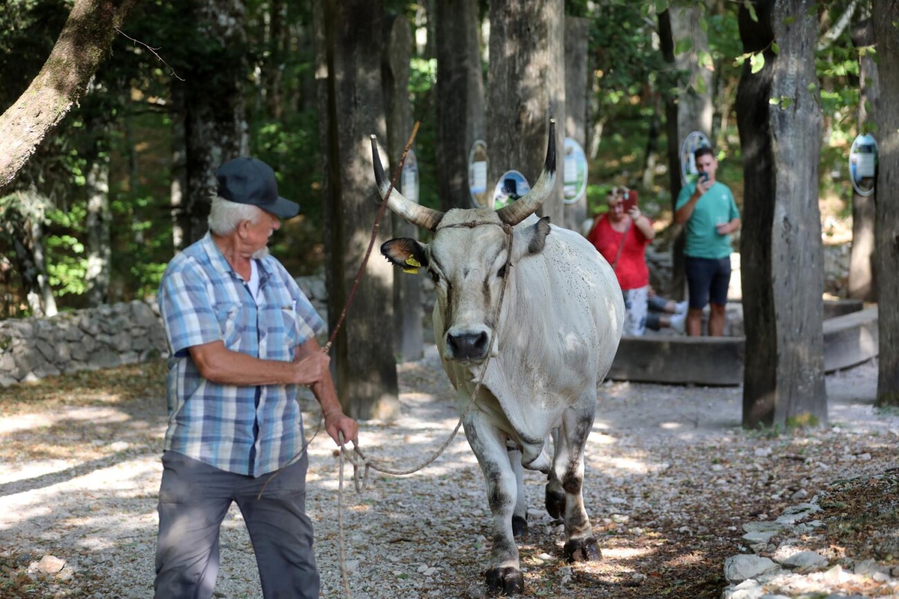 Učka: 16. Učkarski samanj u Parku prirode Učka Učka: 16. Učkarski samanj u Parku prirode Učka