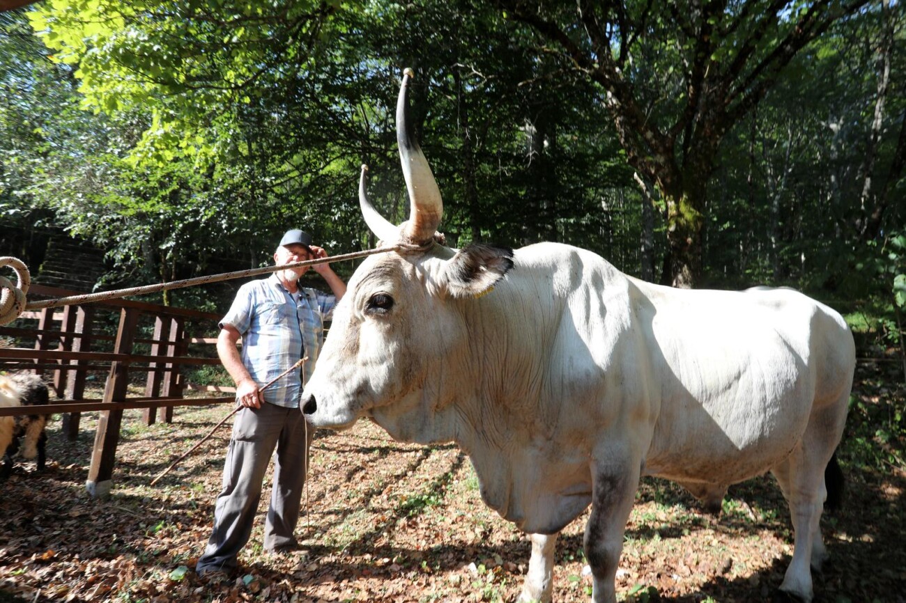 Učka: 16. Učkarski samanj u Parku prirode Učka Učka: 16. Učkarski samanj u Parku prirode Učka