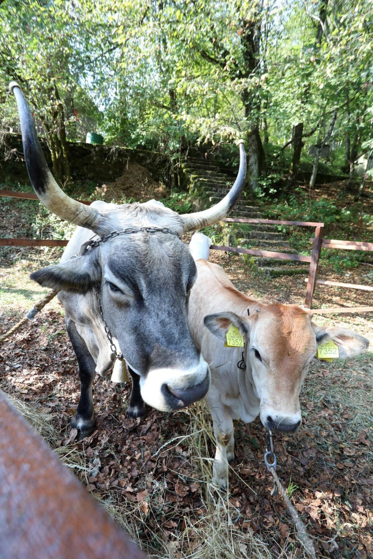 Učka: 16. Učkarski samanj u Parku prirode Učka