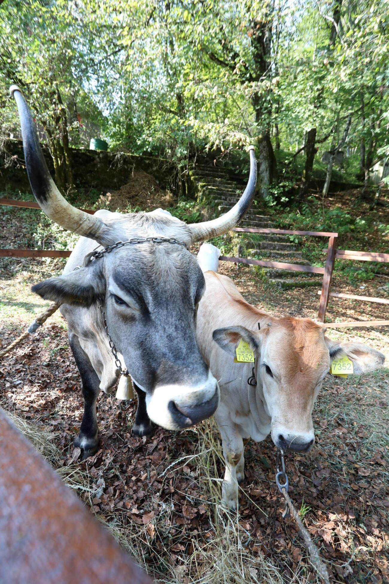 Učka: 16. Učkarski samanj u Parku prirode Učka Učka: 16. Učkarski samanj u Parku prirode Učka