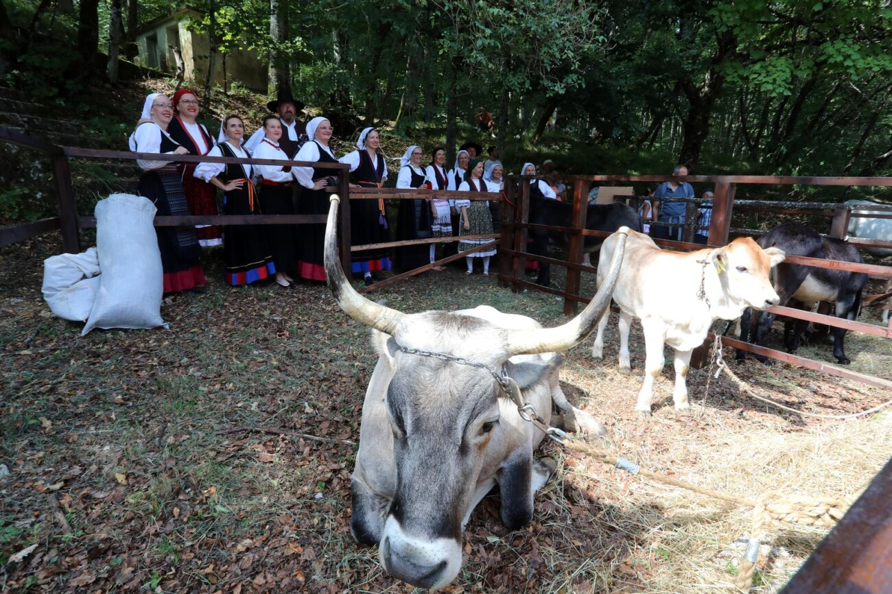 Učka: 16. Učkarski samanj u Parku prirode Učka Učka: 16. Učkarski samanj u Parku prirode Učka