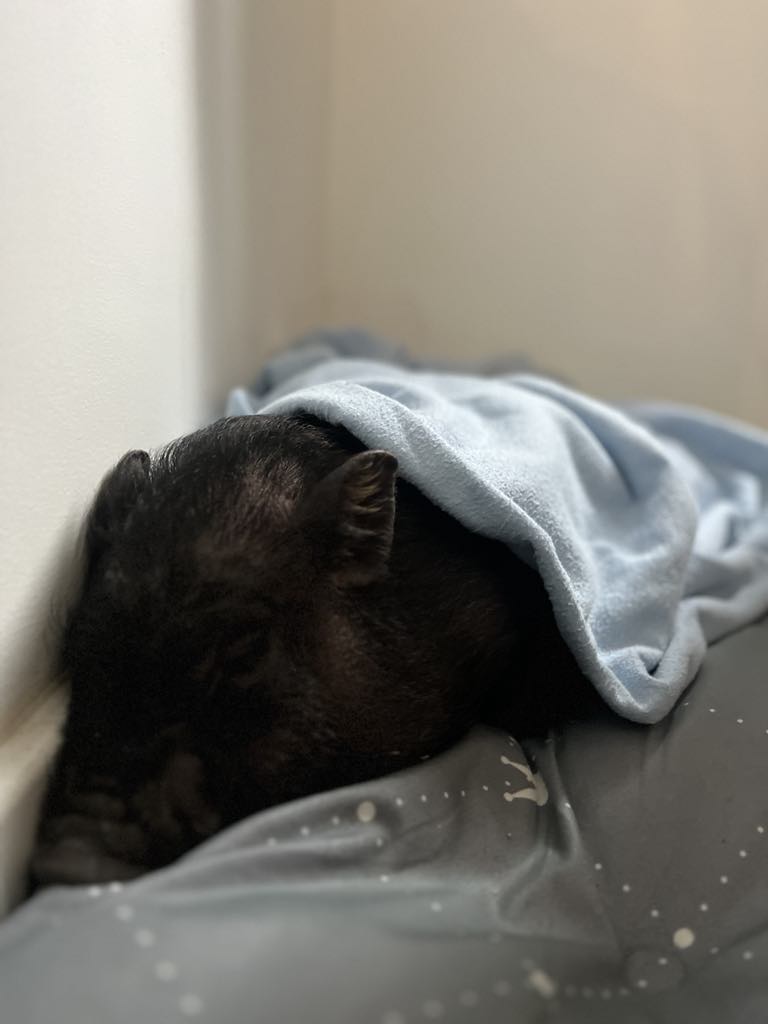 29c6c0a3-ceb2-43eb-ab15-0b3eb7c9f323 29c6c0a3-ceb2-43eb-ab15-0b3eb7c9f323