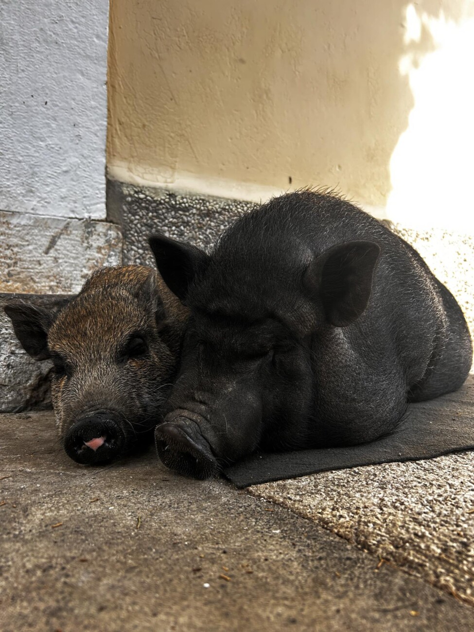 69a6814e-20ce-4aea-9c4f-96d5aeec6606 69a6814e-20ce-4aea-9c4f-96d5aeec6606