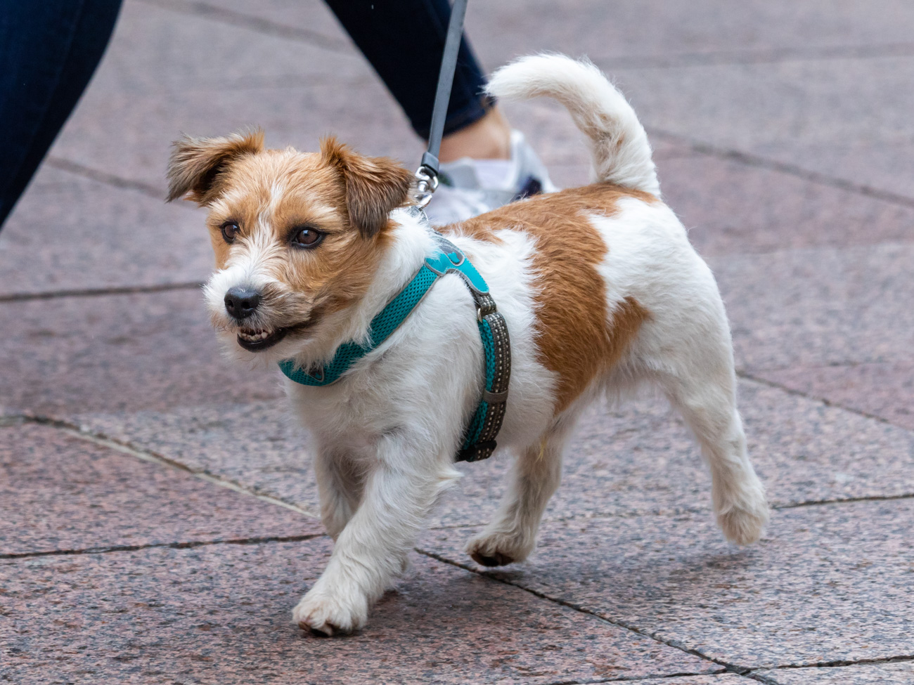 Klikom po Korzu 11.10.-34 Klikom po Korzu 11.10.-34