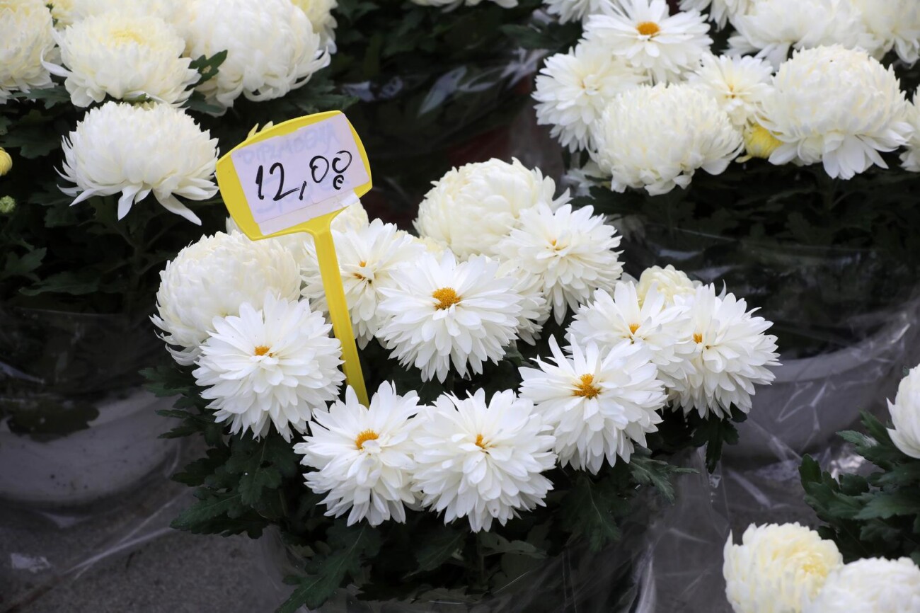 Rijeka: Prodaja cvijeća uoči blagdana Svih svetih Rijeka: Prodaja cvijeća uoči blagdana Svih svetih