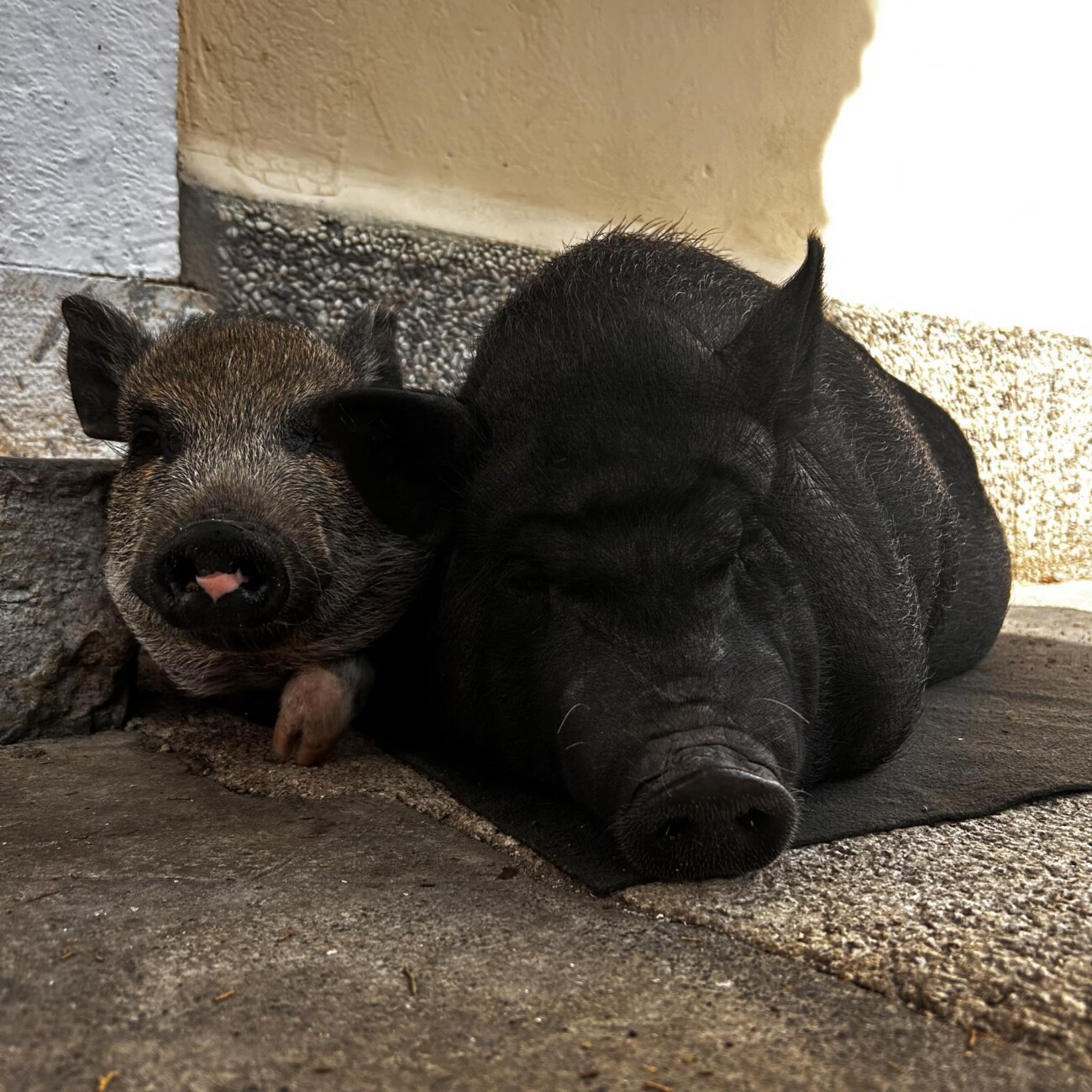 e8dc4086-7d75-4af9-a33e-a2c0aa2cb9b2 e8dc4086-7d75-4af9-a33e-a2c0aa2cb9b2