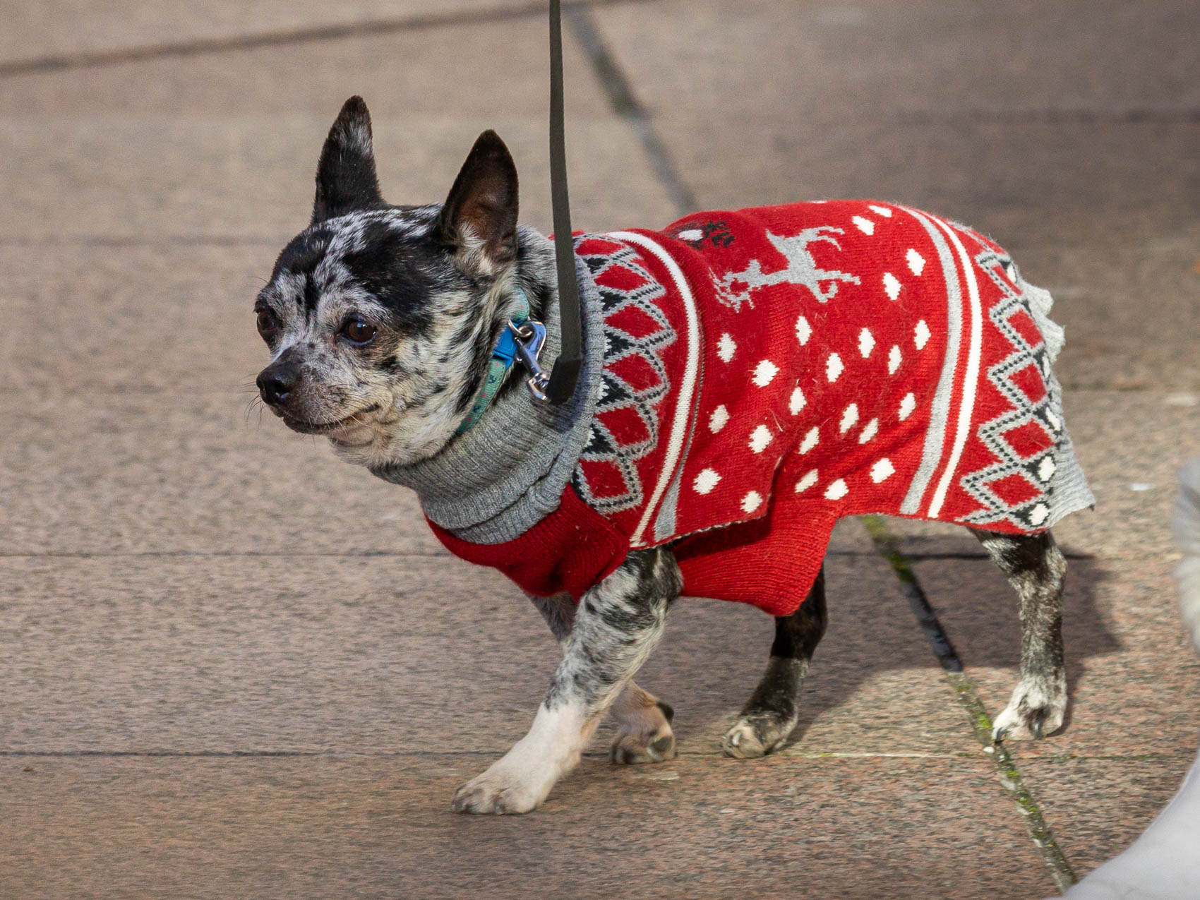 Klikom po Korzu 27.12.-37 Klikom po Korzu 27.12.-37