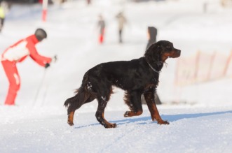 Otvorena sezona skijanja, sanjkanja i bordanja na Platku