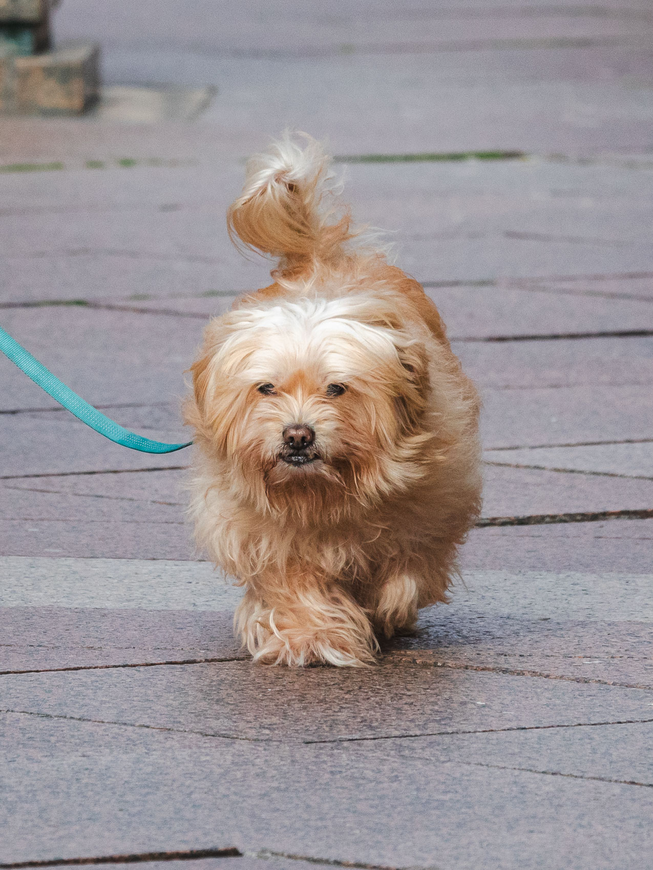 Klikom po Korzu -4396 Klikom po Korzu -4396