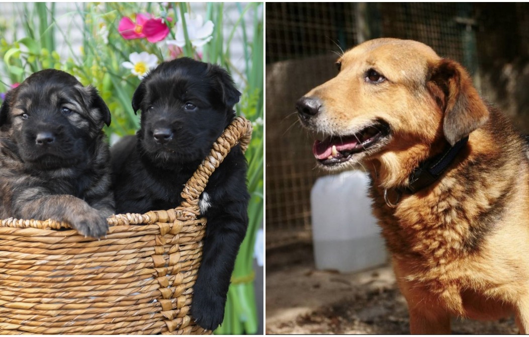 BeFunky-collage – 2025-02-11T164041.917