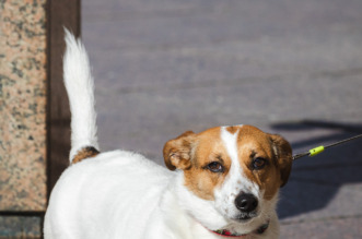 Klikom po Korzu 21.2.-8683 Klikom po Korzu 21.2.-8683