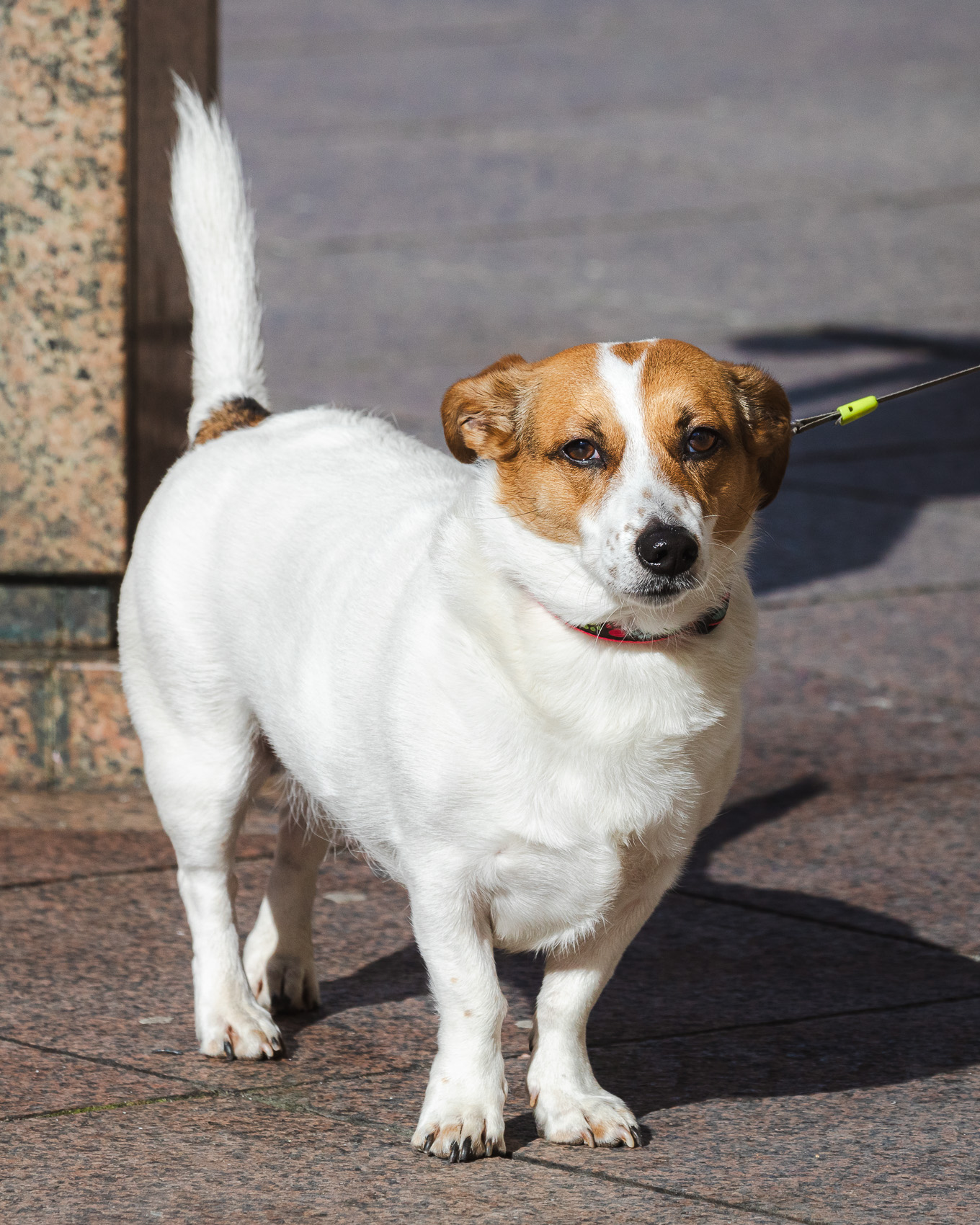 Klikom po Korzu 21.2.-8683 Klikom po Korzu 21.2.-8683