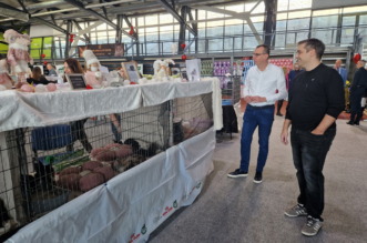 Medunarodna-izlozba-macaka-u-Atletskoj-dvorani-11