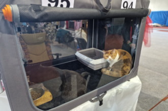 Medunarodna-izlozba-macaka-u-Atletskoj-dvorani-12